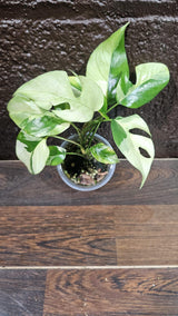 Rare Variegated Rhaphidophora Tetrasperma Albo in a Nursery Pot - Rare Mini Tetrasperma - Low Light Indoor Plant - Live Plant - US Seller