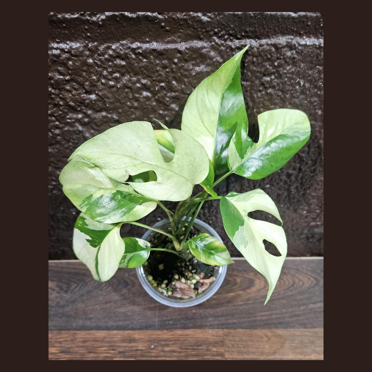 Rare Variegated Rhaphidophora Tetrasperma Albo in a Nursery Pot - Rare Mini Tetrasperma - Low Light Indoor Plant - Live Plant - US Seller