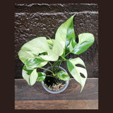 Rare Variegated Rhaphidophora Tetrasperma Albo in a Nursery Pot - Rare Mini Tetrasperma - Low Light Indoor Plant - Live Plant - US Seller