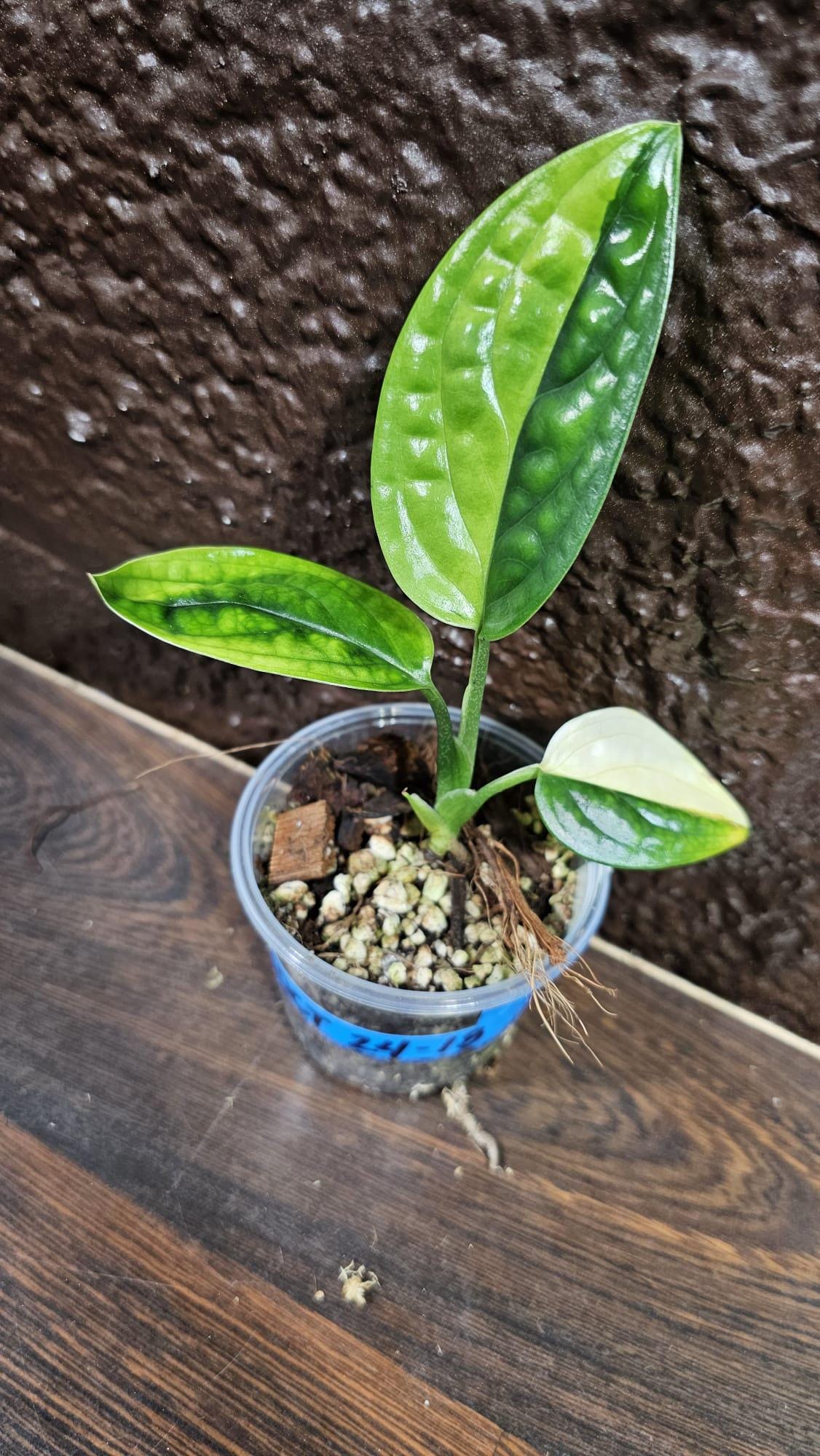 Variegated Monstera Peru in a Nursery Pot | Live Rare Houseplants | Air Purifying Plant | Monstera Peru EXACT SAME Potted Plant - US Seller