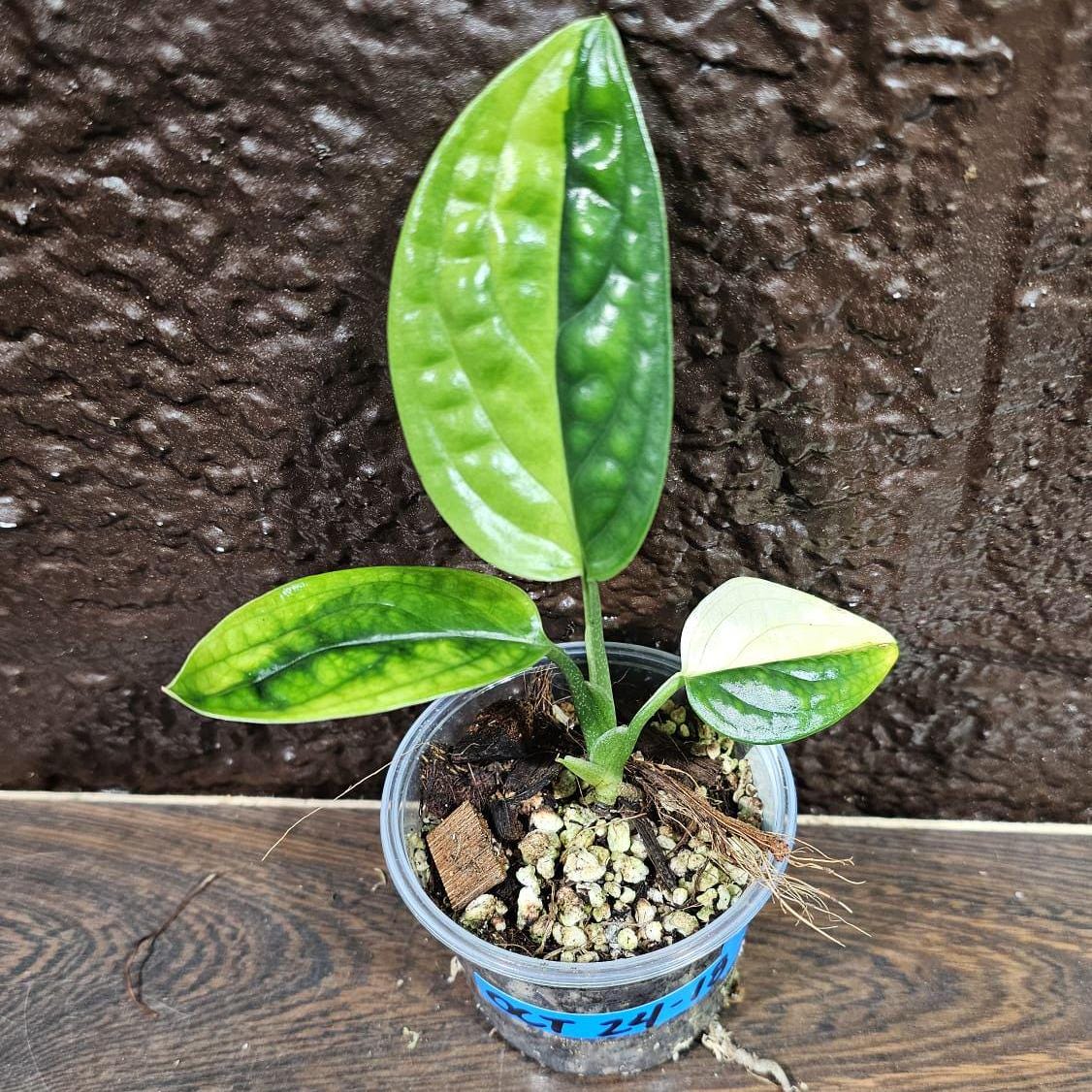Variegated Monstera Peru in a Nursery Pot | Live Rare Houseplants | Air Purifying Plant | Monstera Peru EXACT SAME Potted Plant - US Seller