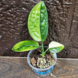 Variegated Monstera Peru in a Nursery Pot | Live Rare Houseplants | Air Purifying Plant | Monstera Peru EXACT SAME Potted Plant - US Seller