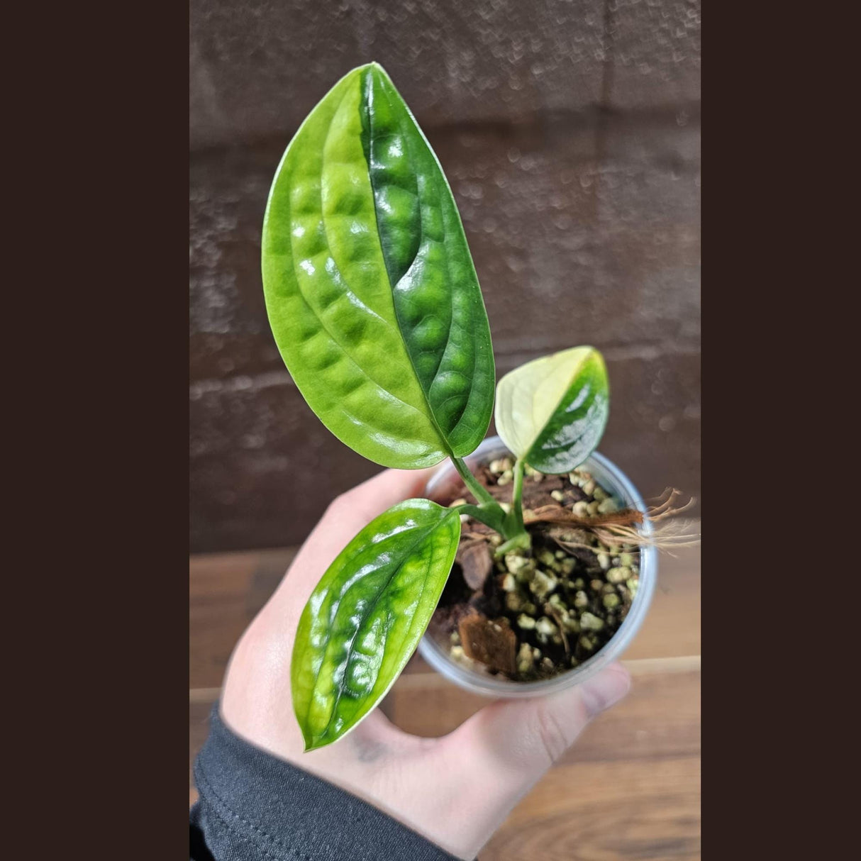 Variegated Monstera Peru in a Nursery Pot | Live Rare Houseplants | Air Purifying Plant | Monstera Peru EXACT SAME Potted Plant - US Seller