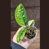 Variegated Monstera Peru in a Nursery Pot | Live Rare Houseplants | Air Purifying Plant | Monstera Peru EXACT SAME Potted Plant - US Seller