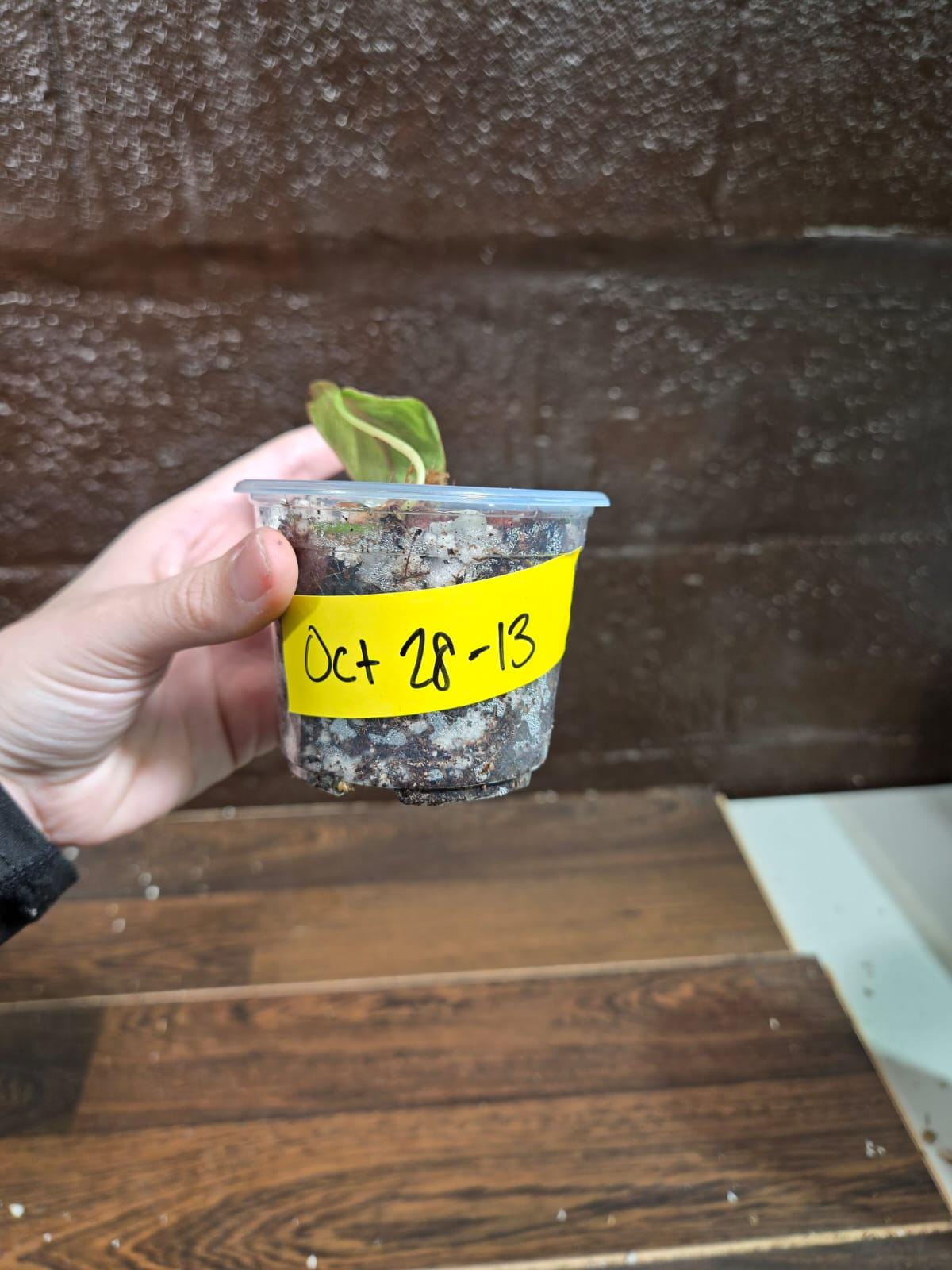 Rare Variegated Philodendron Mican Mint in a Nursery Pot - Variegated Indoor Potted Plant- US SELLER - EXACT Same Pot as the image
