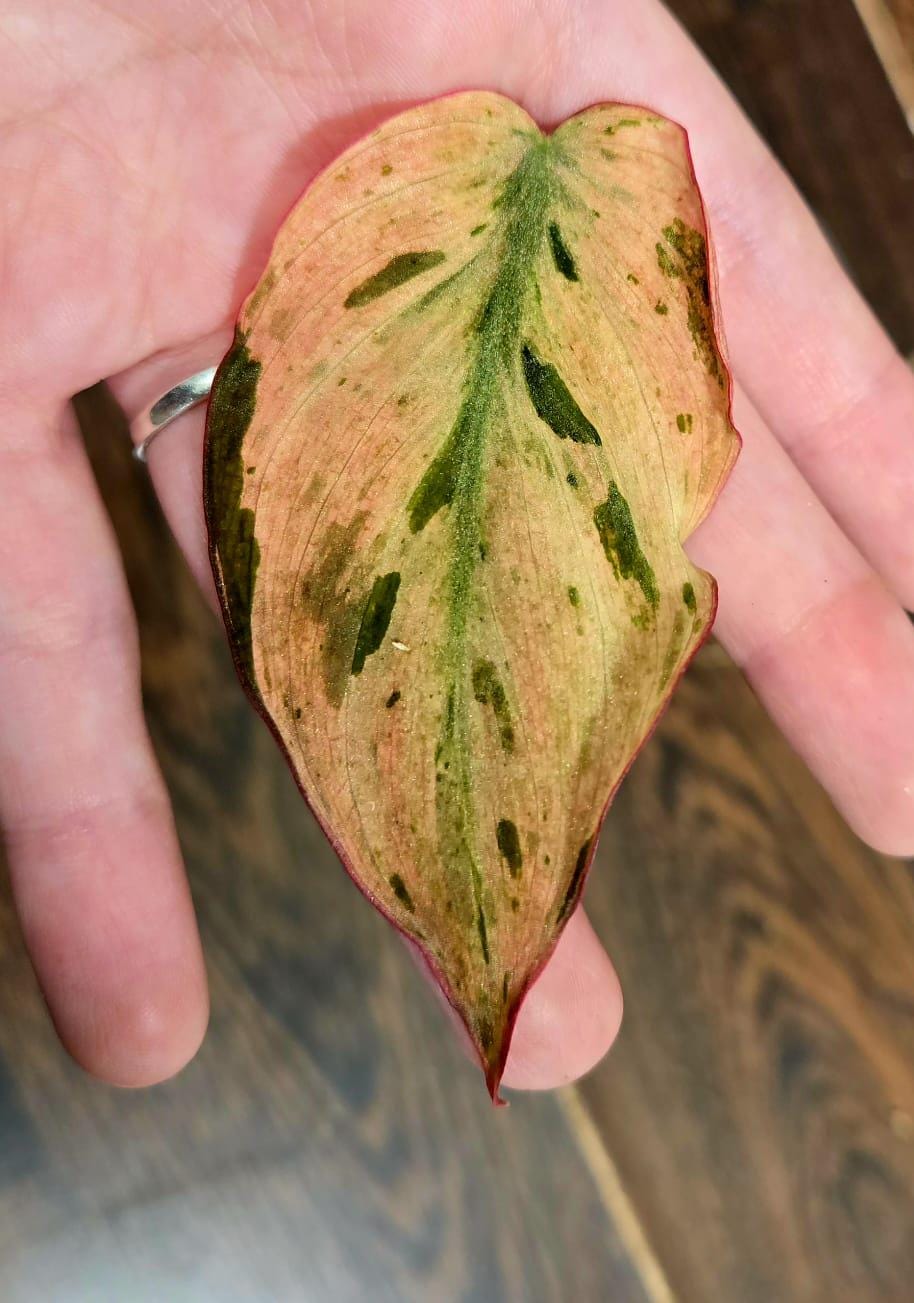 Rare Variegated Philodendron Mican Mint in a Nursery Pot - Variegated Indoor Potted Plant- US SELLER - A Similar Pot as the image