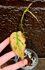 Rare Variegated Philodendron Mican Mint in a Nursery Pot - Variegated Indoor Potted Plant- US SELLER - A Similar Pot as the image