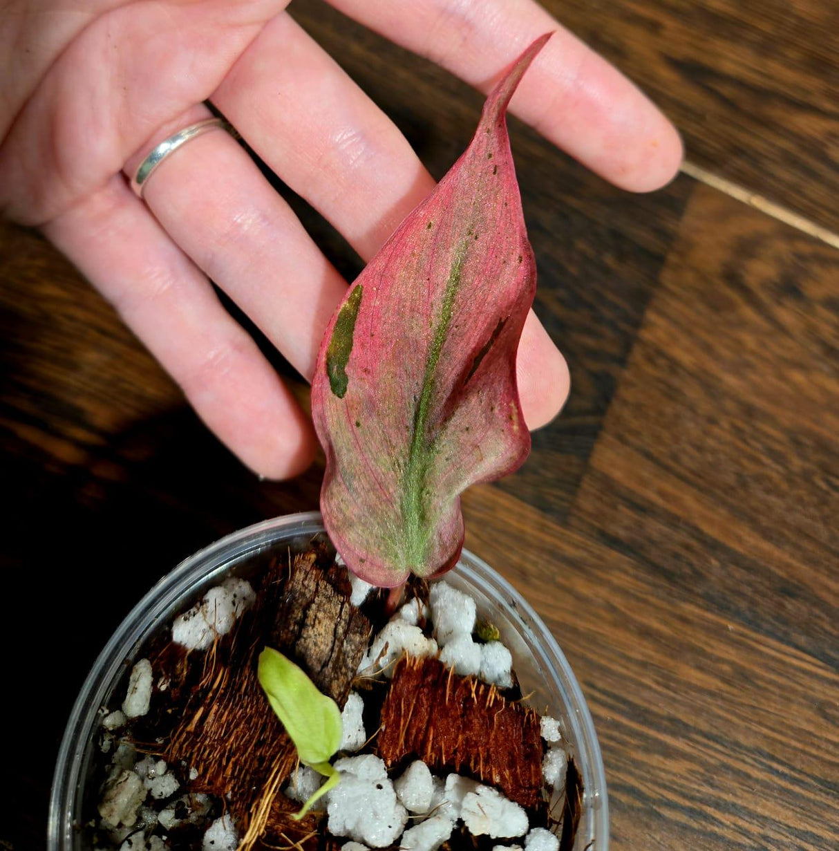 Rare Variegated Philodendron Mican Mint in a Nursery Pot - Variegated Indoor Potted Plant- US SELLER
