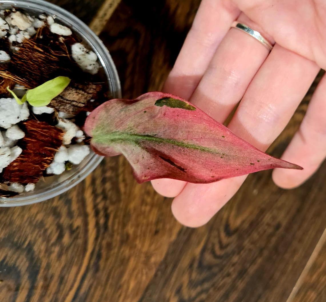 Rare Variegated Philodendron Mican Mint in a Nursery Pot - Variegated Indoor Potted Plant- US SELLER