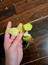 Rare Variegated Philodendron Mican Aurea in a Nursery Pot - High Variegated Mican Potted Plant - US SELLER - SAME Potted Plant