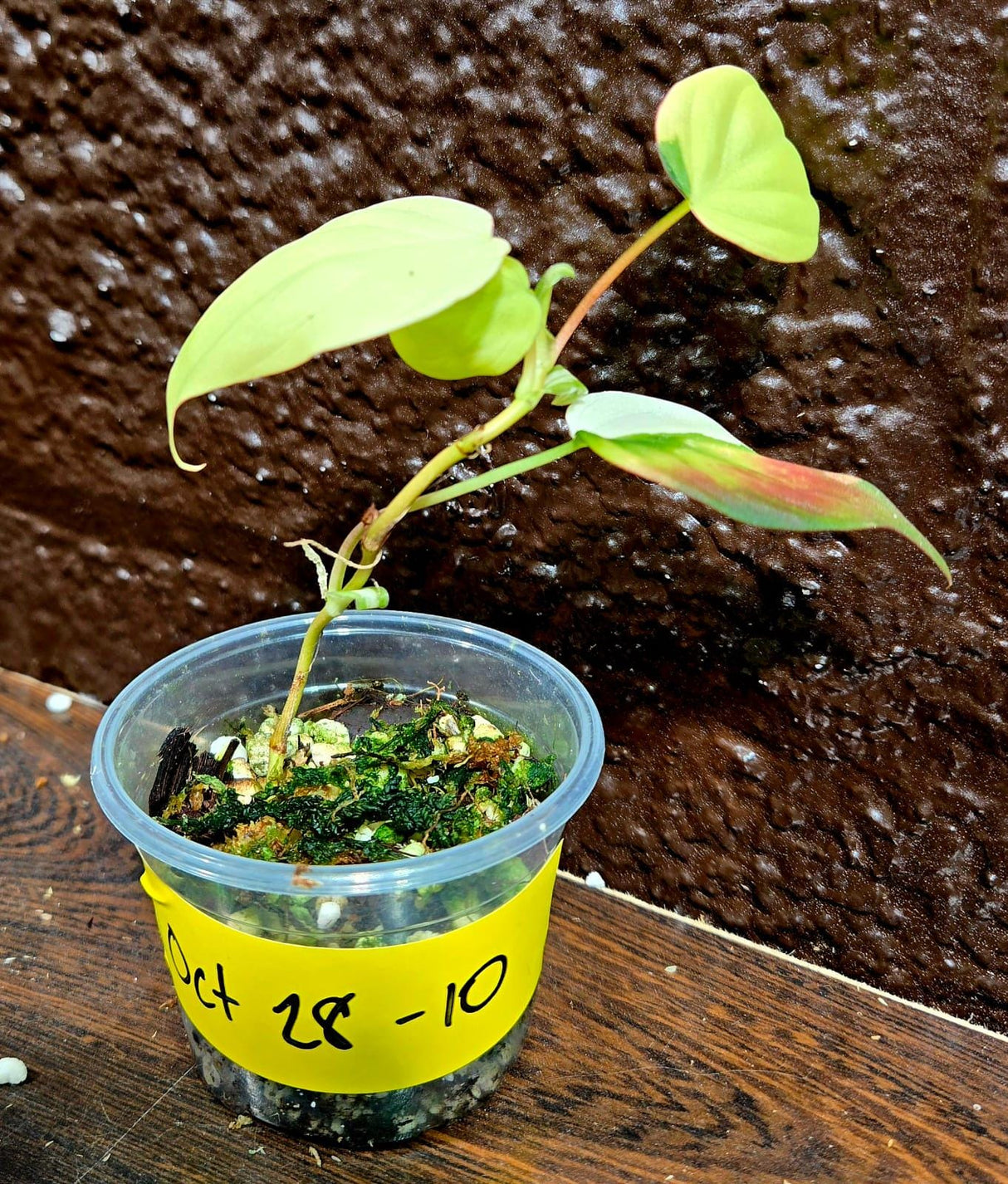 Rare Variegated Philodendron Mican Aurea in a Nursery Pot - High Variegated Mican Potted Plant - US SELLER - SAME Potted Plant