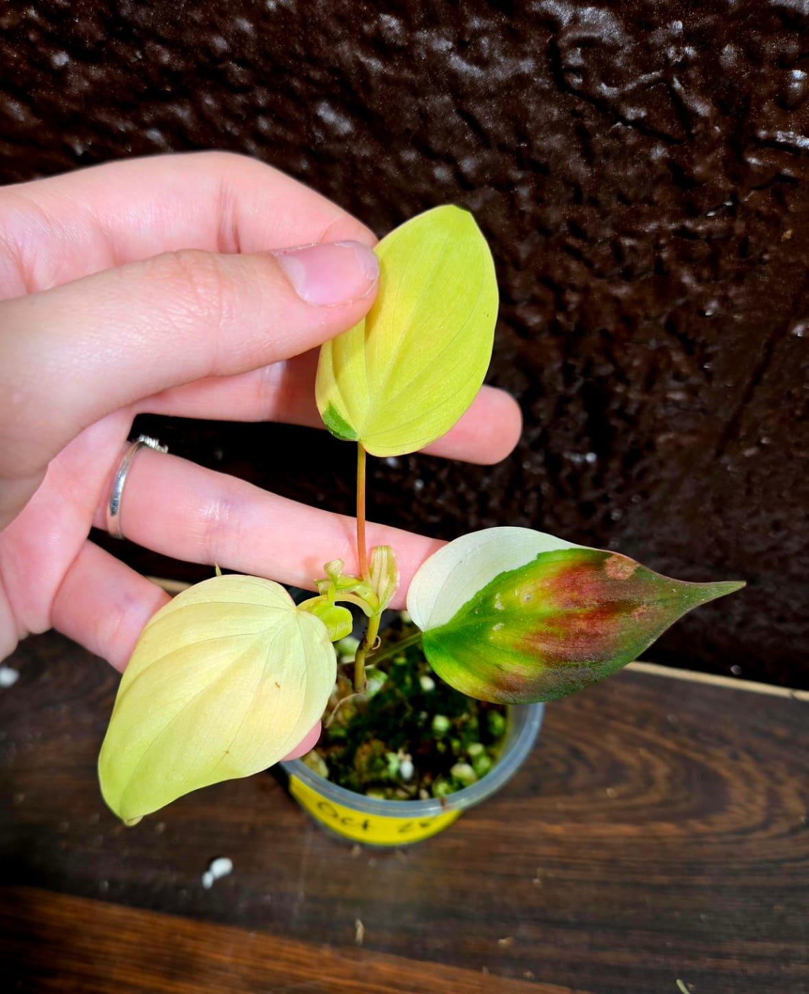Rare Variegated Philodendron Mican Aurea in a Nursery Pot - High Variegated Mican Potted Plant - US SELLER - SAME Potted Plant