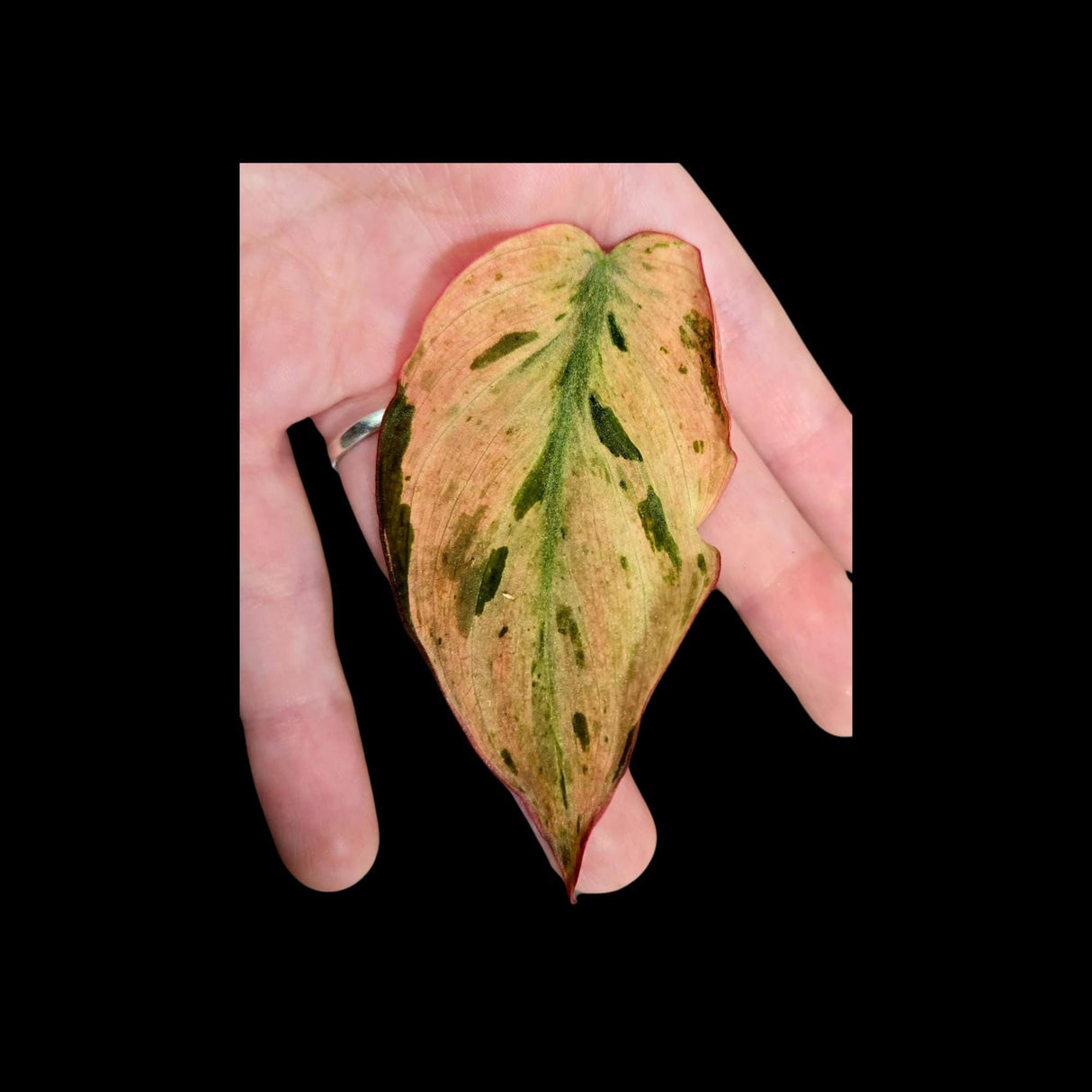 Rare Variegated Philodendron Mican Mint in a Nursery Pot - Variegated Indoor Potted Plant- US SELLER - A Similar Pot as the image