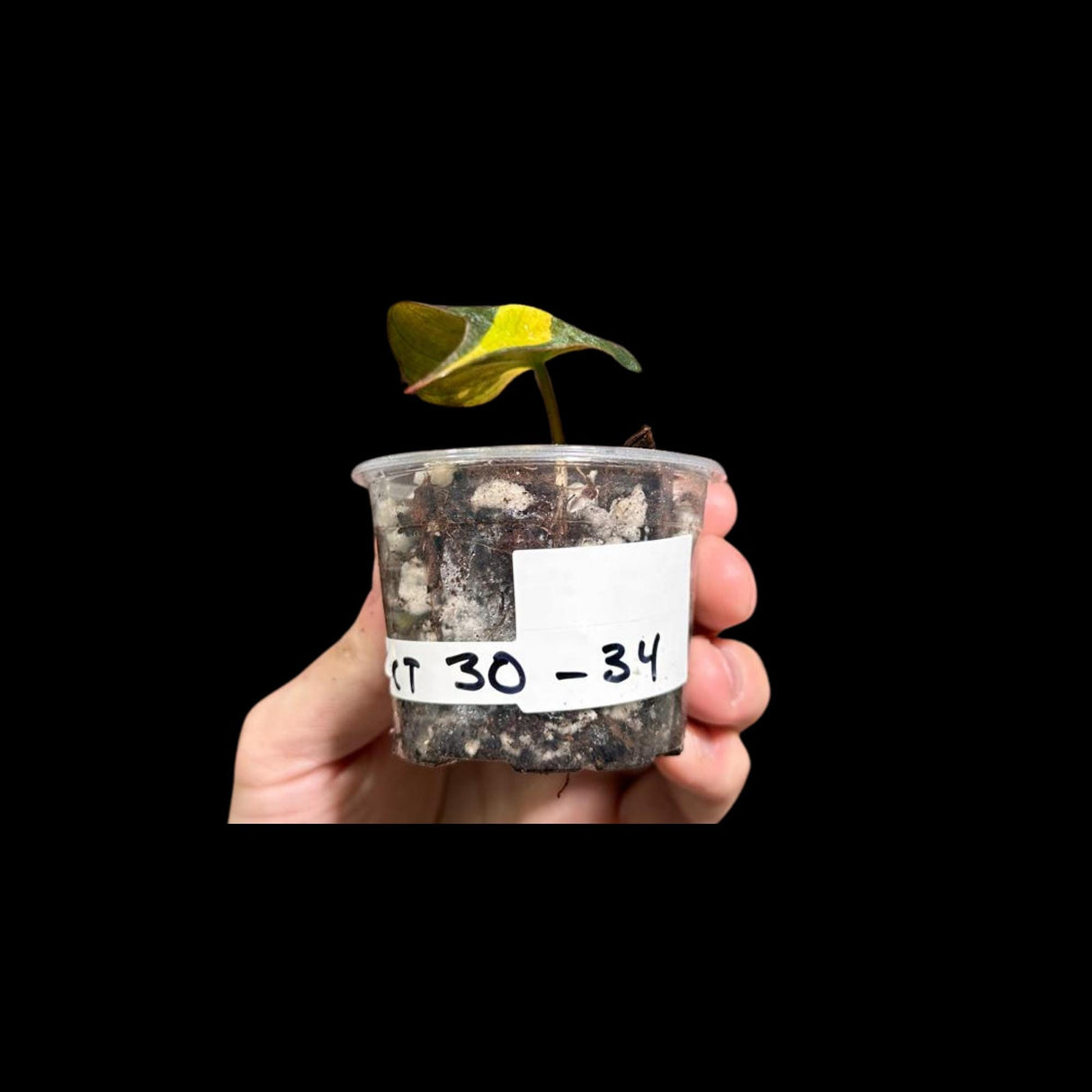 Rare Variegated Philodendron Mican Aurea in a Nursery Pot - High Variegated Mican Potted Plant - US SELLER - SAME Potted Plant