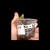 Rare Variegated Philodendron Mican Aurea in a Nursery Pot - High Variegated Mican Potted Plant - US SELLER - SAME Potted Plant
