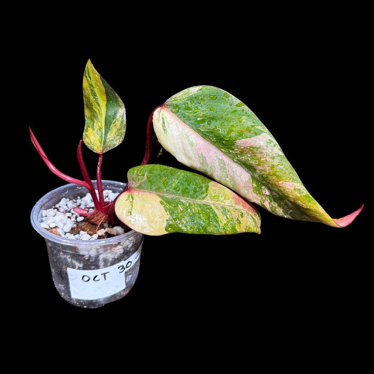 Variegated Philodendron Strawberry Shake in a Nursery Pot - Large Strawberry Shake RARE collector plant - Beginners Plant - US seller