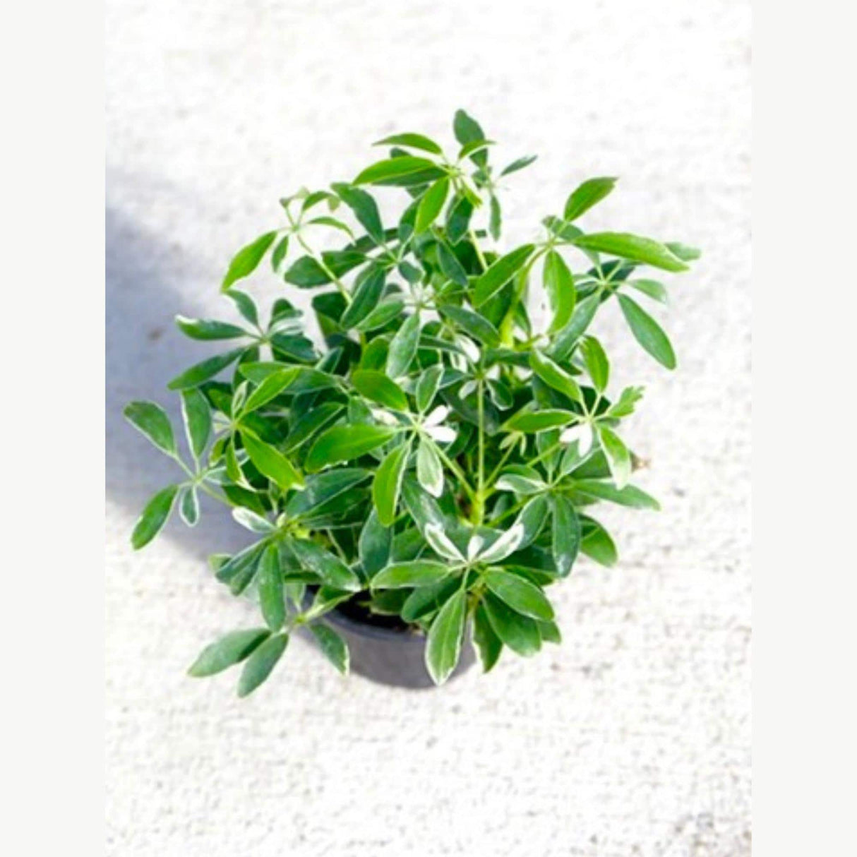 Schefflera Moondrop Variegated Umbrella Plant in a 3" Nursery Pot - Low Light Indoor Plant - Air Purifying Houseplants - Live Indoor Plant