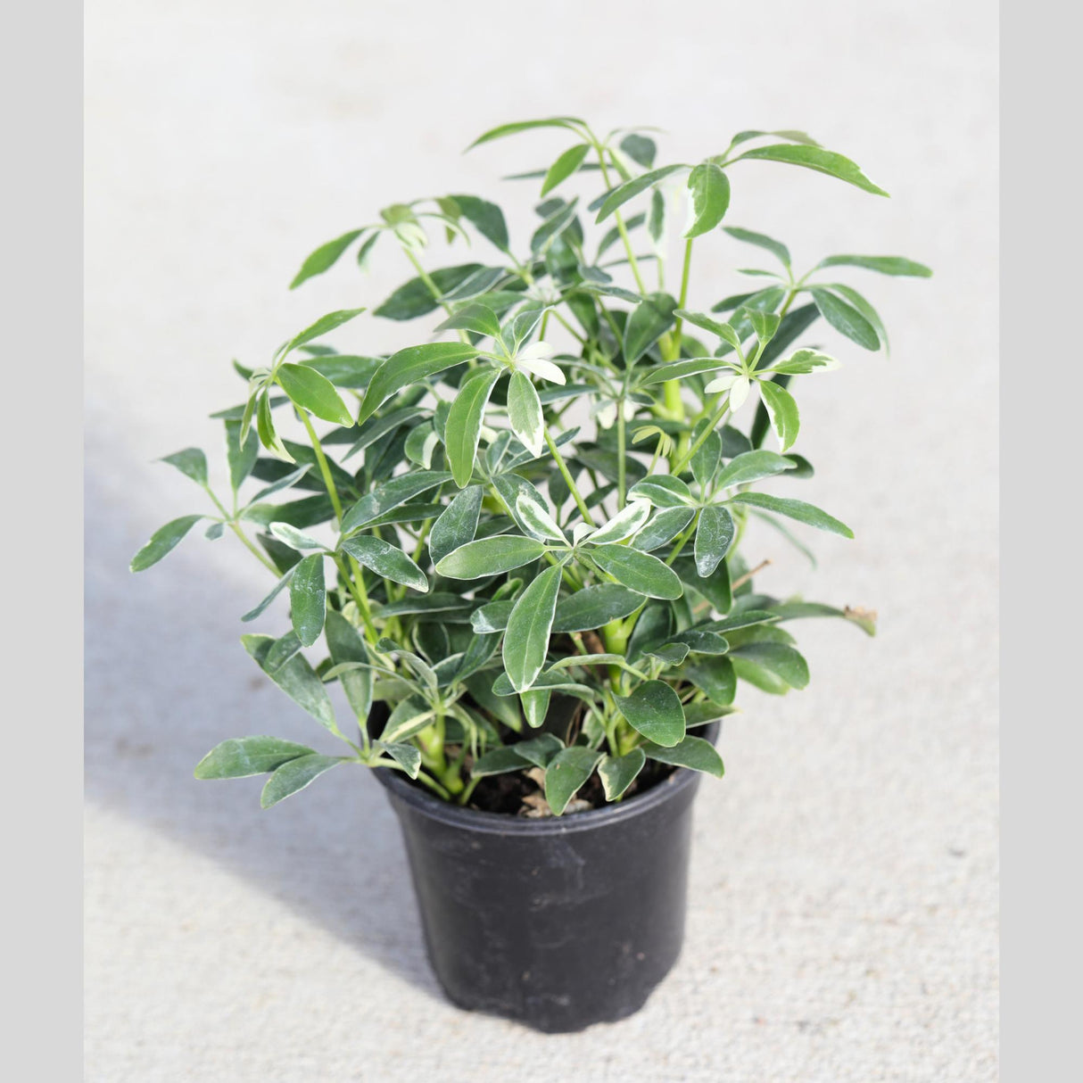 Schefflera Moondrop Variegated Umbrella Plant in a 3" Nursery Pot - Low Light Indoor Plant - Air Purifying Houseplants - Live Indoor Plant