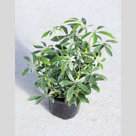Schefflera Moondrop Variegated Umbrella Plant in a 3" Nursery Pot - Low Light Indoor Plant - Air Purifying Houseplants - Live Indoor Plant