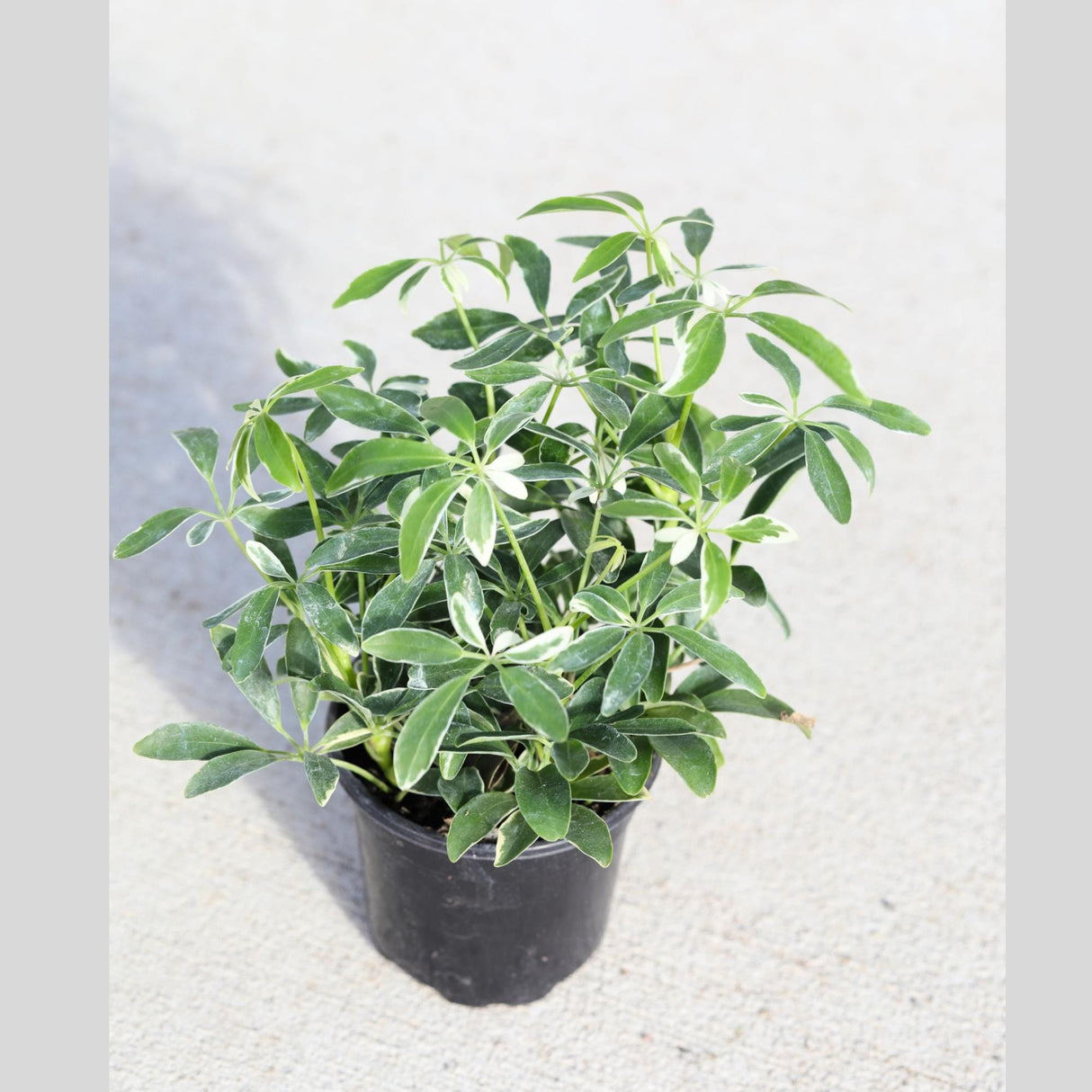 Schefflera Moondrop Variegated Umbrella Plant in a 3" Nursery Pot - Low Light Indoor Plant - Air Purifying Houseplants - Live Indoor Plant