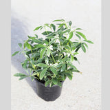 Schefflera Moondrop Variegated Umbrella Plant in a 3" Nursery Pot - Low Light Indoor Plant - Air Purifying Houseplants - Live Indoor Plant