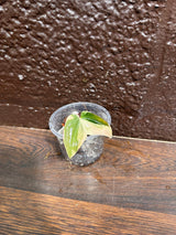 Rare Variegated Philodendron Mican Aurea in a Nursery Pot - High Variegated Mican Potted Plant - US SELLER - SAME Potted Plant