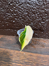 Rare Variegated Philodendron Mican Aurea in a Nursery Pot - High Variegated Mican Potted Plant - US SELLER - SAME Potted Plant