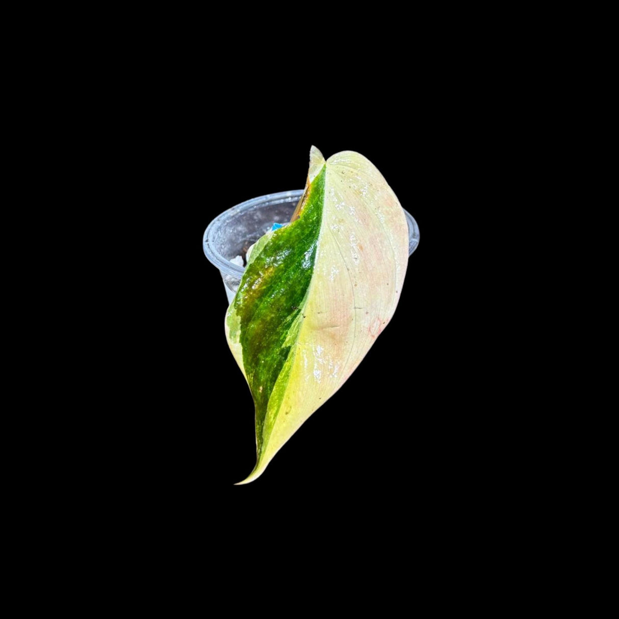 Rare Variegated Philodendron Mican Aurea in a Nursery Pot - High Variegated Mican Potted Plant - US SELLER - SAME Potted Plant