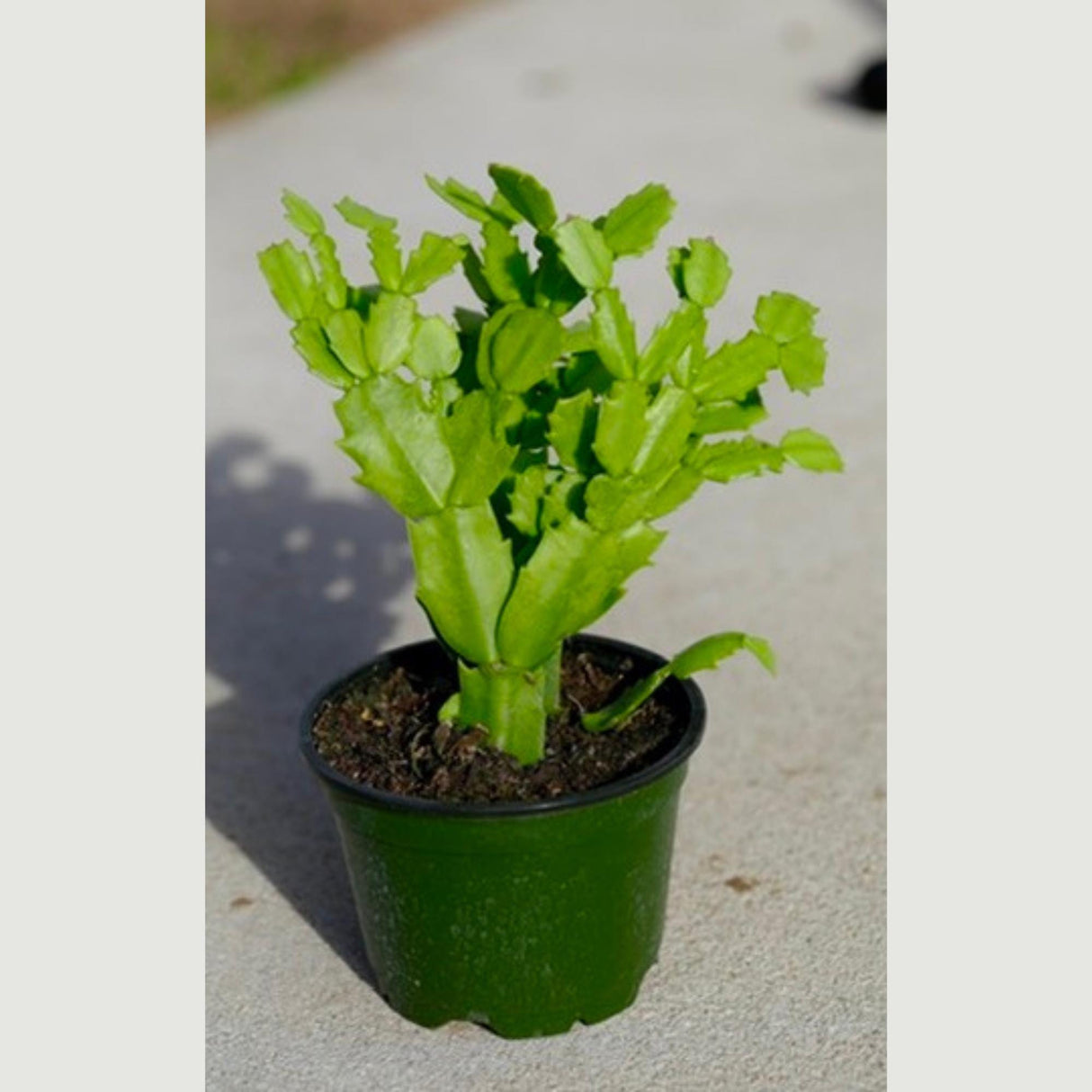Thanksgiving Cactus in a 3" Nursery Pot-Schlumbergera Truncata-Cactus Plant-Low Light Houseplants -PetSafe Succulent Plant-Live Indoor Plant