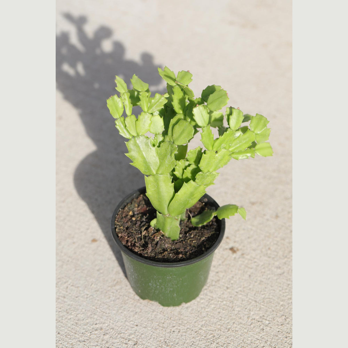 Thanksgiving Cactus in a 3" Nursery Pot-Schlumbergera Truncata-Cactus Plant-Low Light Houseplants -PetSafe Succulent Plant-Live Indoor Plant