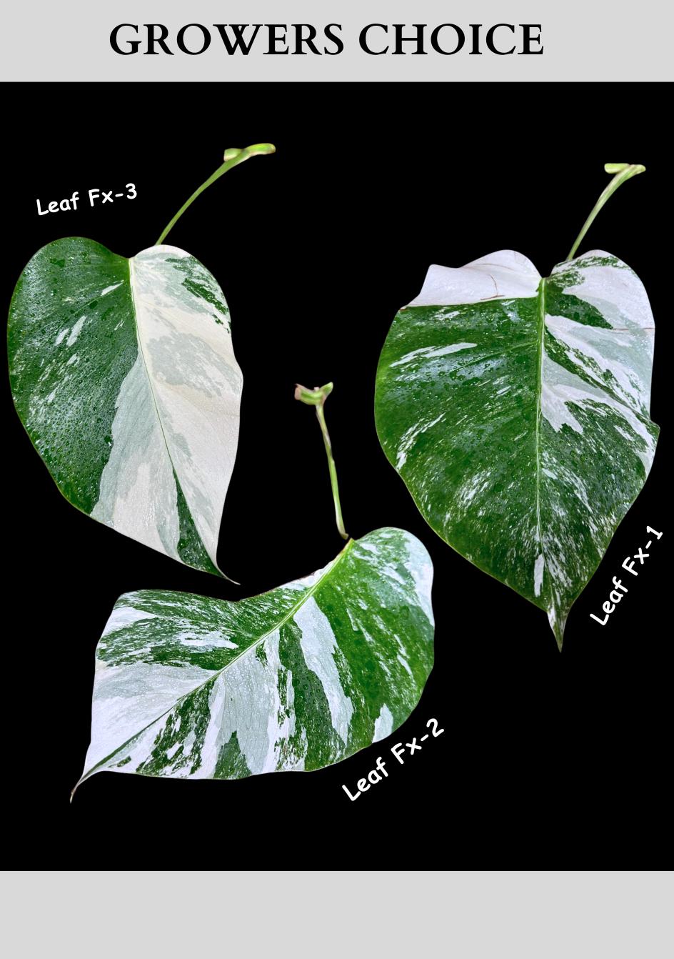 Monstera Albo - Rare Variegated Monstera Borsigiana Albo - USA seller - Grower's Choice