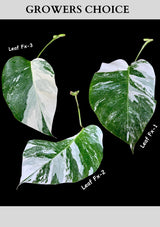 Monstera Albo - Rare Variegated Monstera Borsigiana Albo - USA seller - Grower's Choice