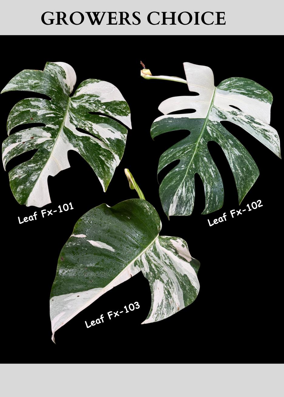 Monstera Albo - Rare Variegated Monstera Borsigiana Albo - USA seller - Grower's Choice