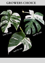 Monstera Albo - Rare Variegated Monstera Borsigiana Albo - USA seller - Grower's Choice