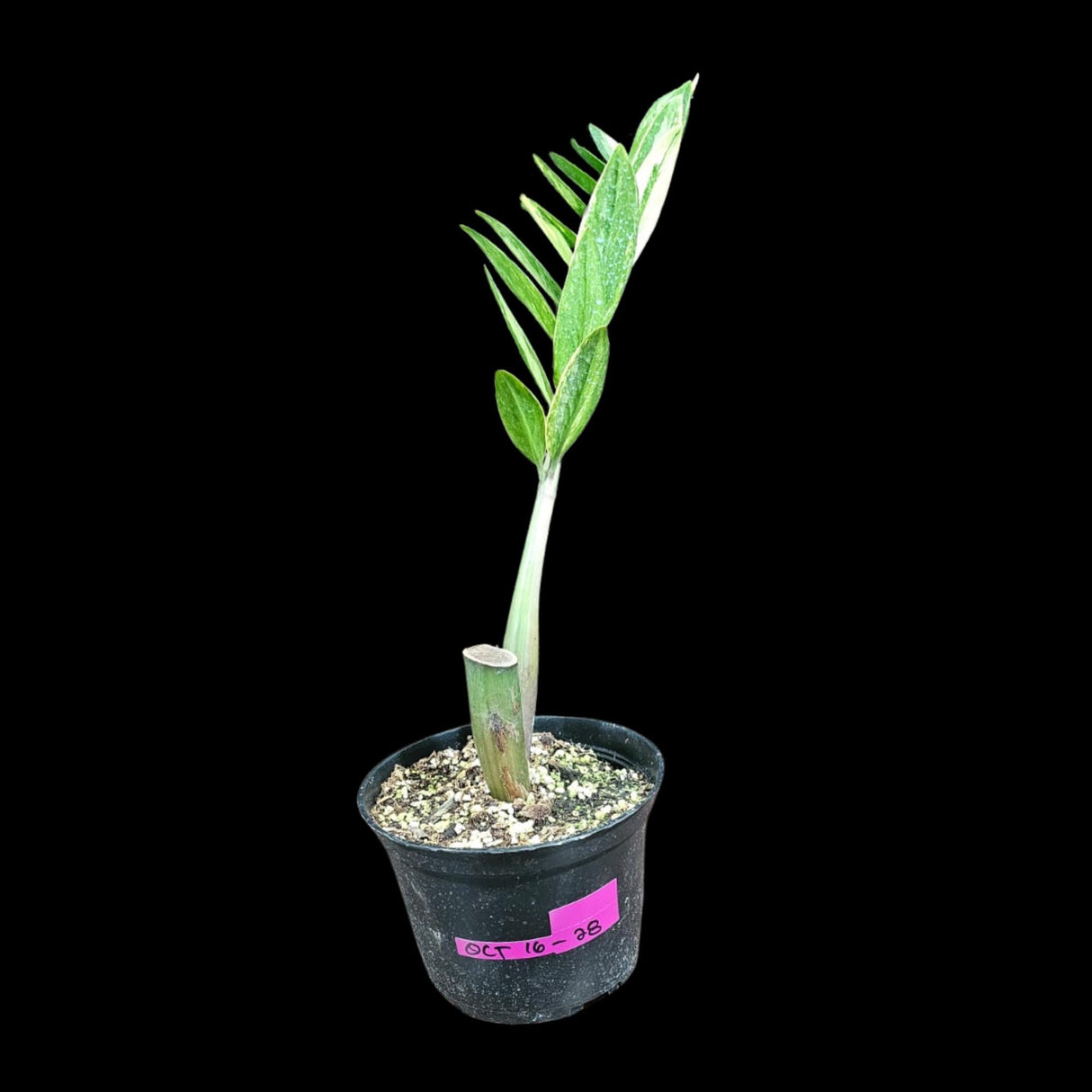 Rare Zamioculcas Zamiifolia 'Gold Variegata' in Nursery Pot - Zamioculcas Zamiifolia Gold - Indoor Plant- Air purifier plant - US Seller