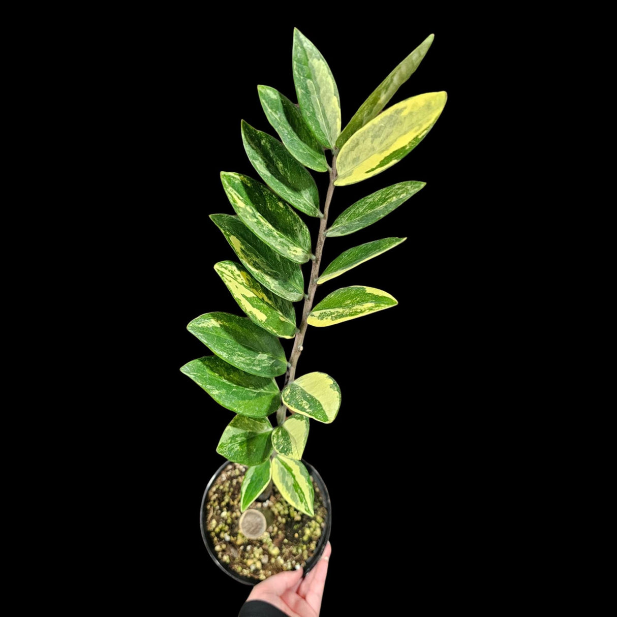 Rare Zamioculcas Zamiifolia 'Gold Variegata' in Nursery Pot - Zamioculcas Zamiifolia Gold - Indoor Plant- Air purifier plant - US Seller