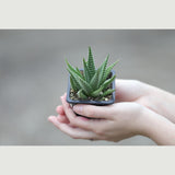 Haworthia Limifolia in a 3" Pot- Succulent Plant - Zebra Aloe - Mini Indoor Cactus - Easy Care Indoor Plant - Low Maintenance Houseplant