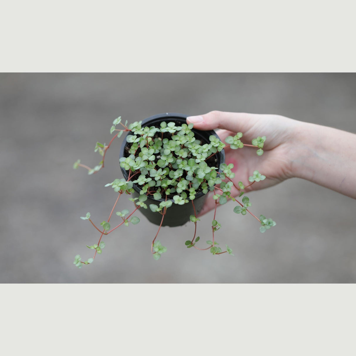 Biblical Job's Tears - Blue Baby Tears in a 4" Nursery Pot - Pilea glauca - Indoor succulent plant - Easy care houseplant -Terrarium plant