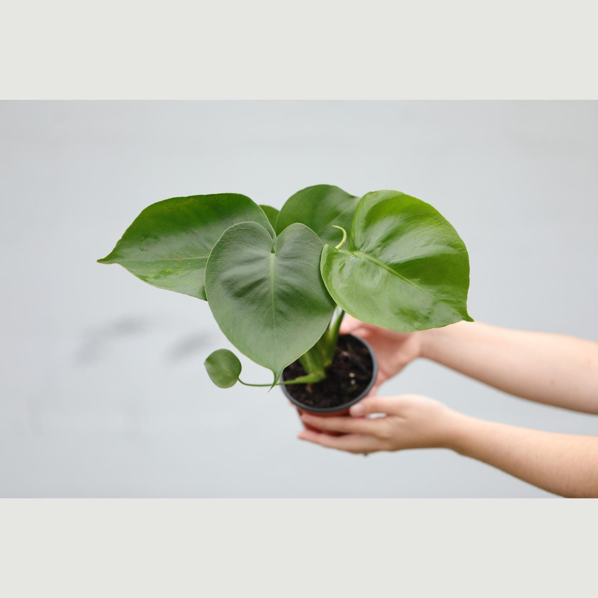 Monstera Deliciosa in a 4" Nursery Pot - Monstera Plant - Tropical Plant - Rare Houseplant - Easy Indoor Plant - Low Light Houseplant