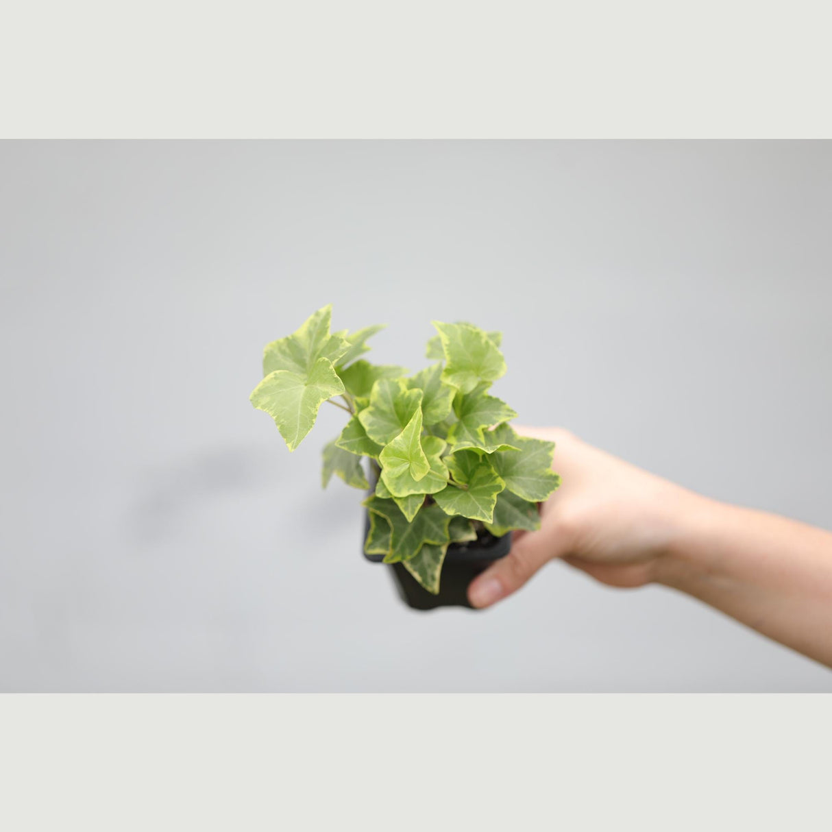 Ivy Gold Child in a 3" Pot - Herdera Helix - Low Light vining Houseplant - Kids room Indoor Plant - Shelf plant - office gift plant