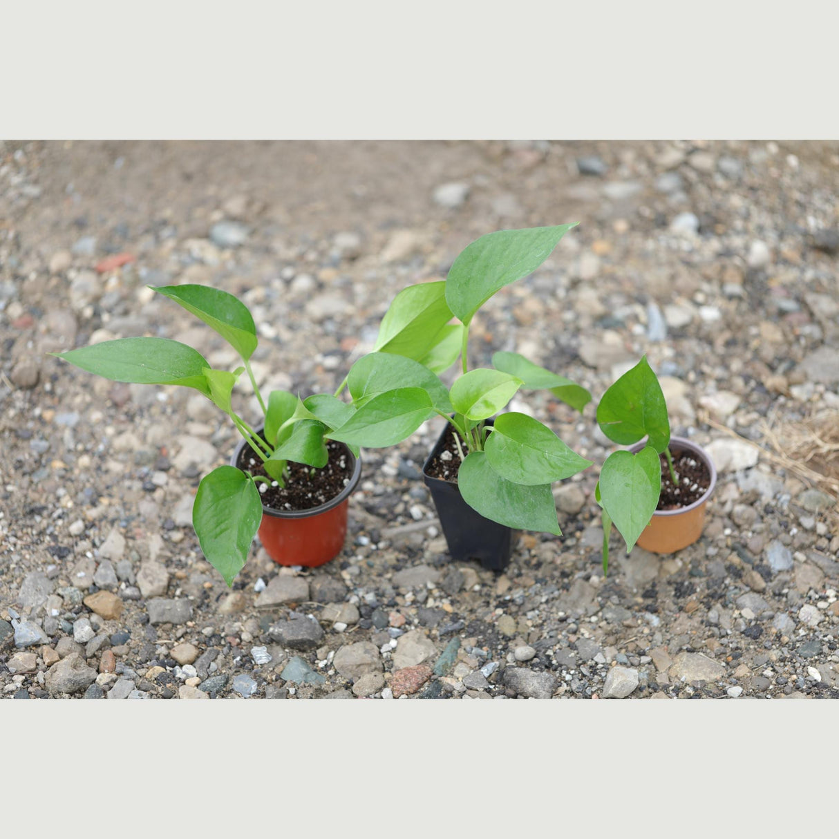 Jade Pothos in a Nursery Pot - Epipremnum Aureum Jade - Low Light Indoor Plant - Air Purifying Plant - Tropical Houseplant- Live Indoo Plant