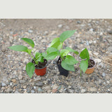 Jade Pothos in a Nursery Pot - Epipremnum Aureum Jade - Low Light Indoor Plant - Air Purifying Plant - Tropical Houseplant- Live Indoo Plant