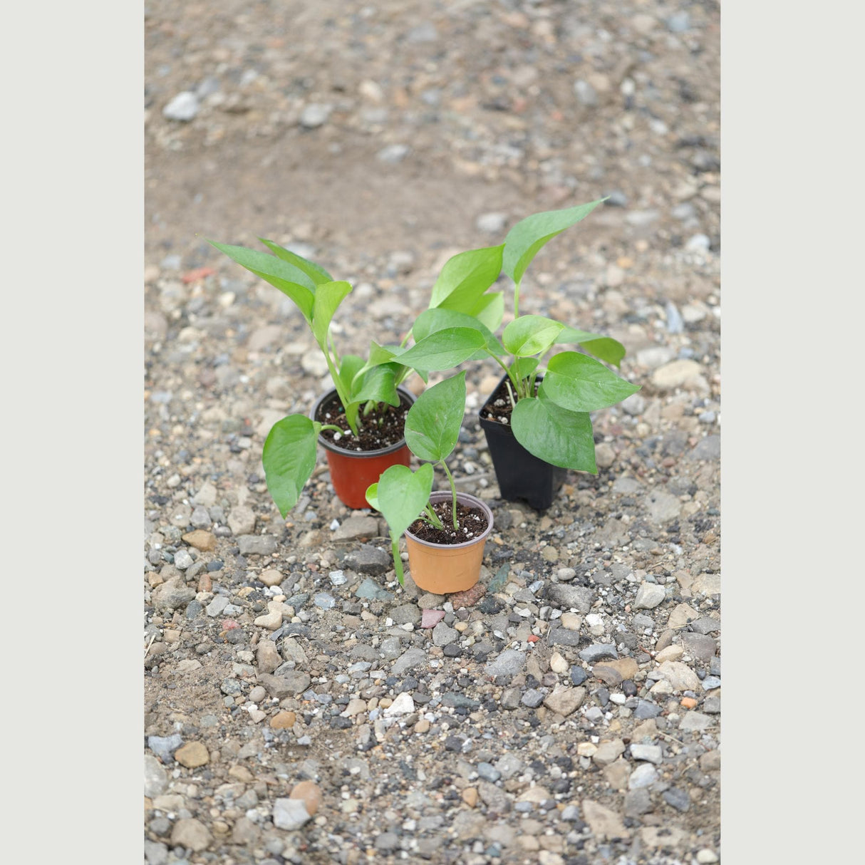 Jade Pothos in a Nursery Pot - Epipremnum Aureum Jade - Low Light Indoor Plant - Air Purifying Plant - Tropical Houseplant- Live Indoo Plant