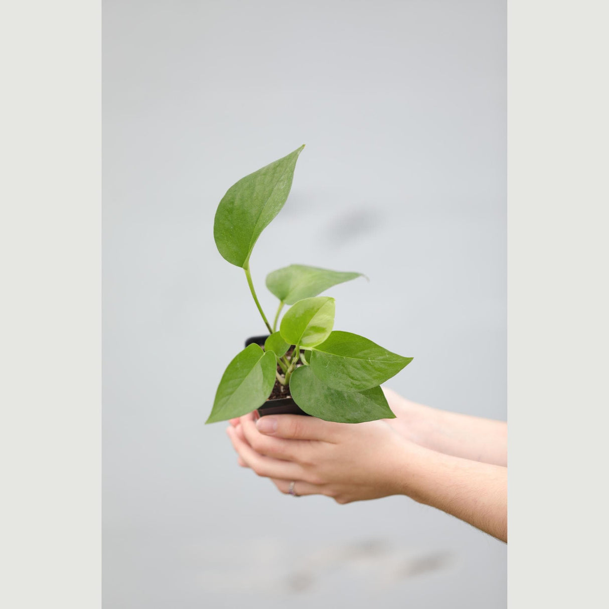 Jade Pothos in a Nursery Pot - Epipremnum Aureum Jade - Low Light Indoor Plant - Air Purifying Plant - Tropical Houseplant- Live Indoo Plant