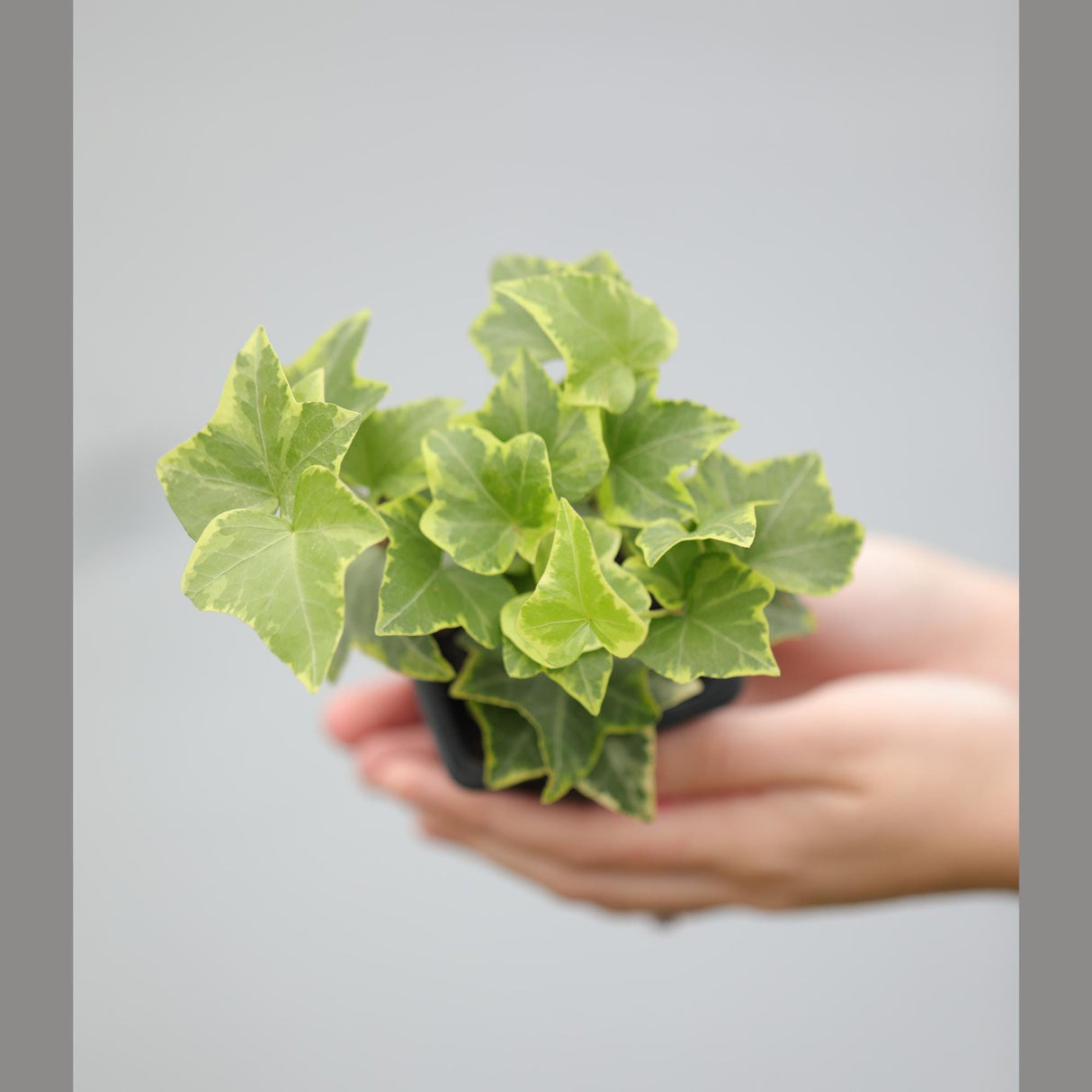 Ivy Gold Child in a 3" Pot - Herdera Helix - Low Light vining Houseplant - Kids room Indoor Plant - Shelf plant - office gift plant