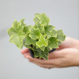 Variegated English Ivy Live Plant - Gold Ivy Indoor plant - Low Light Vining Houseplant - Plant - Air Purifying variegated terrarium Plant