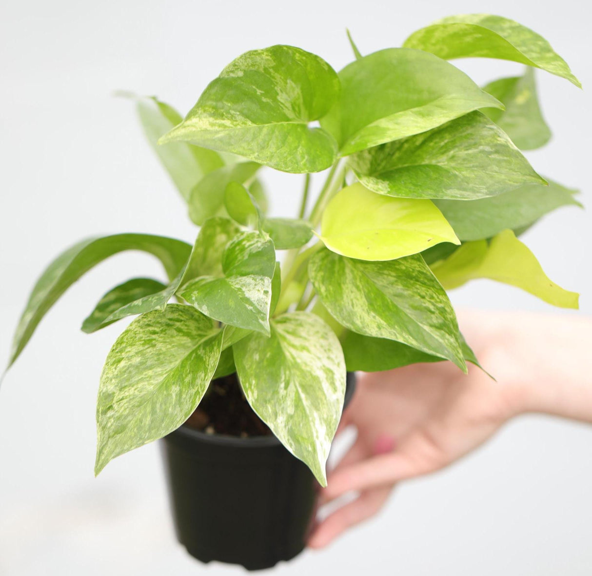 Marble Queen Pothos Plant in a 3" Nursery Pot- Indoor Vining Houseplants - Marble Pothos - Air Purifying Epipremnum - Low Light Indoor Plant