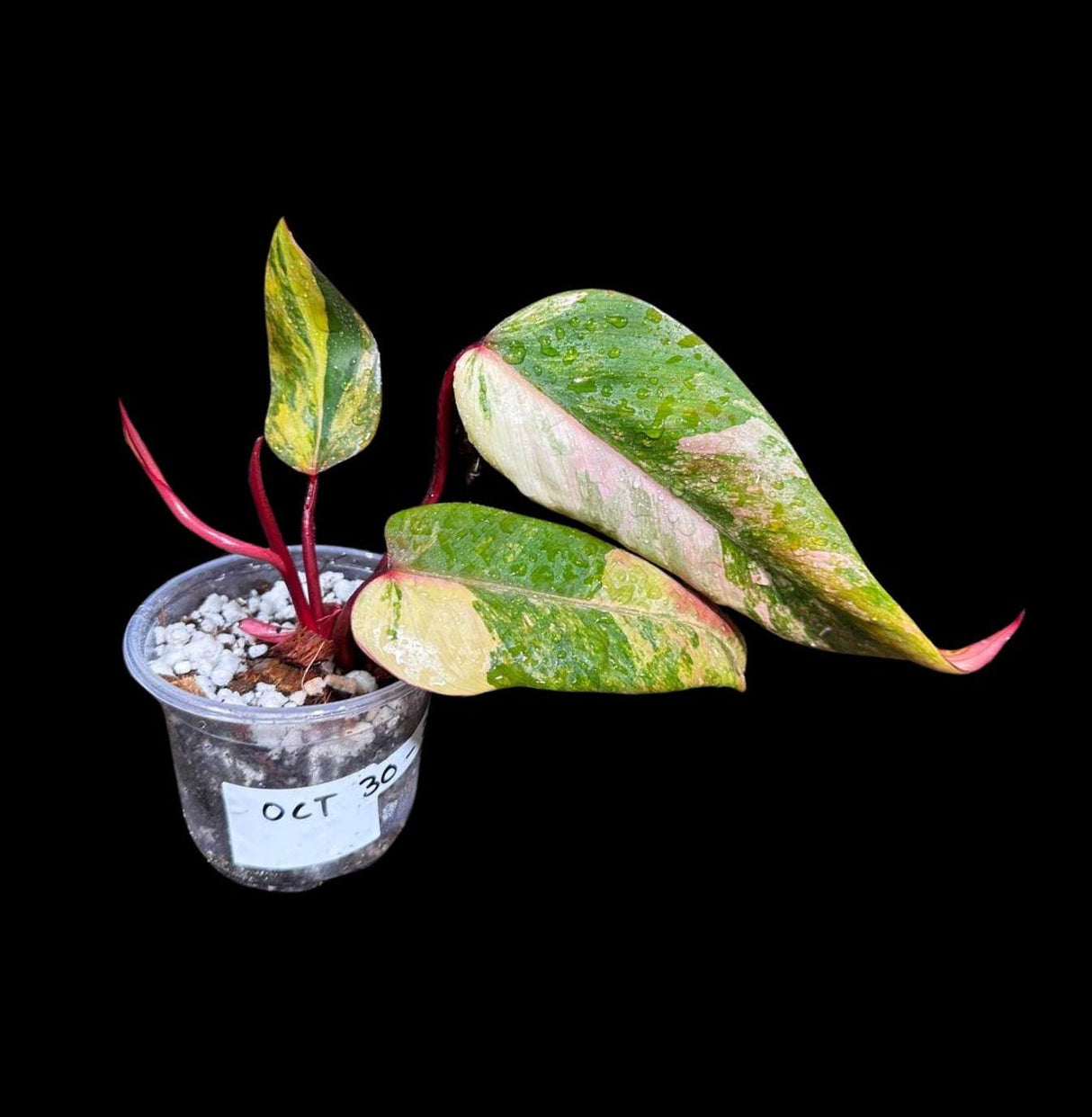 Variegated Philodendron Strawberry Shake in a Nursery Pot - Large Strawberry Shake RARE collector plant - Beginners Plant - US seller