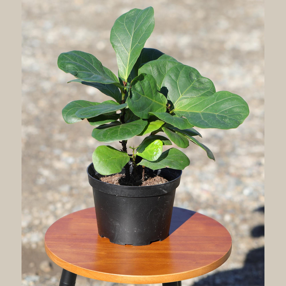Fiddle Fig Tree | Live Houseplant in a 5" Nursery Pot | Large Fixus Lyrata Fig Tree | Low light Indoor Plant | Air Purifying Houseplants