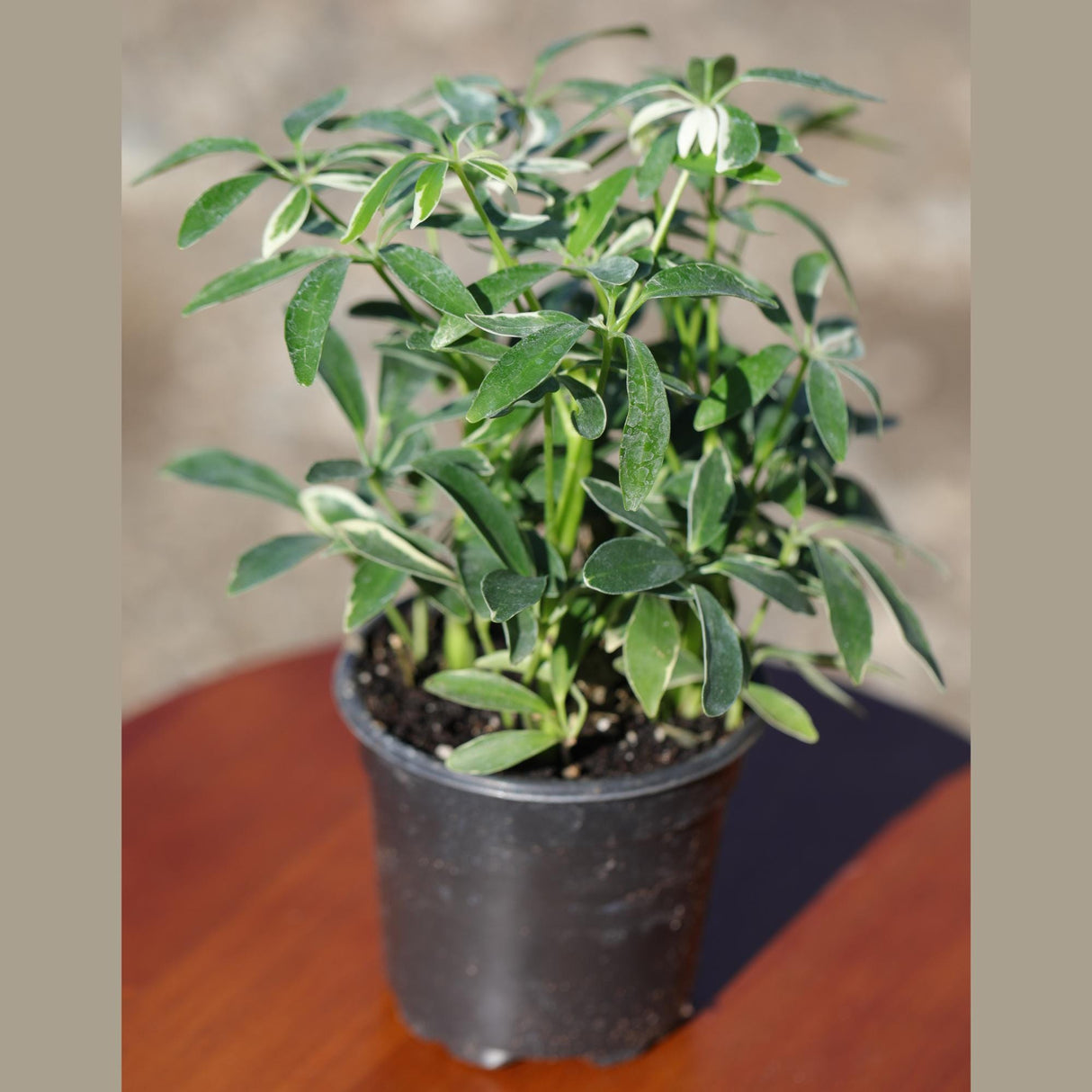 Live Variegated Schefflera Arboricola Plant, Umbrella Plant, Plant Pot for Home and Garden Decor | Schefflera Moondrop in 4” Nursery Pot
